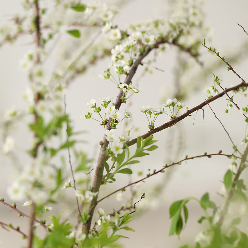 【基地直发】FlowerPlus花加单品鲜花云南昆明花束精致桌面瓶插花摆件鲜切花（下单后7天内发货） 干枝雪柳10枝