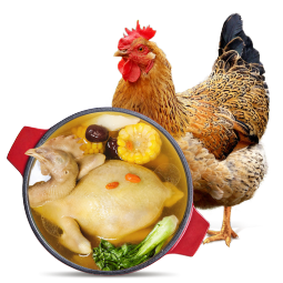 温氏 供港老母鸡 1.4kg农家散养走地鸡老母鸡 月子鸡汤散养500天以上