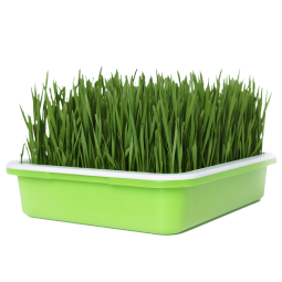 寿禾 芽苗菜种子萝卜苗四季易种春冬季四季水培蔬菜家庭种植豌豆芽苗 小麦草种子 500克