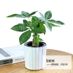 绿荫巷子发财树盆栽室内客厅桌面绿植小盆景三杆发财树苗招财树植物花卉 【小粉瓷】单杆+盒子猫+苔藓+托