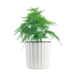 墨斗鱼文竹盆栽吸水盆办公室内绿植小盆景土培植物四季常青小盆栽花卉