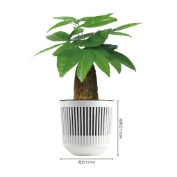 墨斗鱼 发财树盆栽 镂空盆 发财树盆栽植物新盆栽室内花卉土养盆景客厅绿植发财金摇钱树花带盆栽好