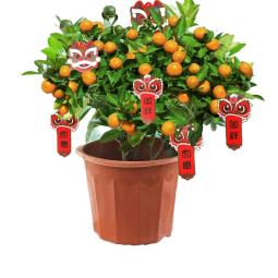 开时果 四季金桔盆栽可食用（带果发货）年桔树苗植物好活花卉年宵绿植 原生盆（4年30-40cm） （加享 卡片1套+肥料）