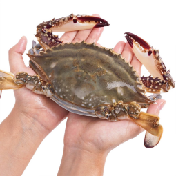 鱻谣 吕四梭子蟹2.6斤/7-8只 3-4两/只 活蟹速冻 海螃蟹 生鲜蟹类 源头直发包邮