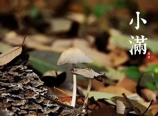 明日小满，“小满吃三宝，一年无病扰”，3宝是指啥？早吃早受益