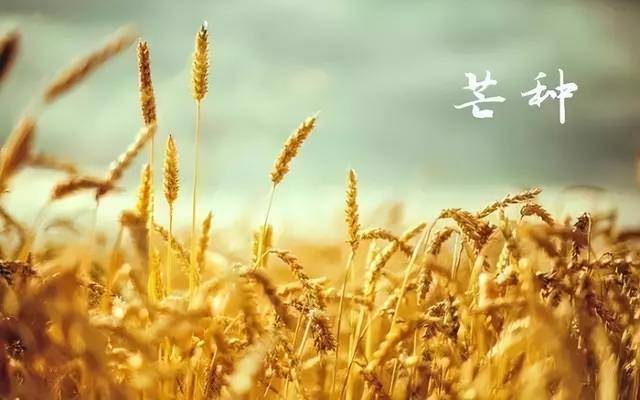 “芒种吃3宝, 一夏无困扰”今日芒种, 指哪3种？ 尊重老传统安康度夏