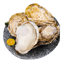 乳山牡蛎【源头直发】鲜活乳山生蚝2XL 净重3斤装 9-12只 海鲜烧烤食材