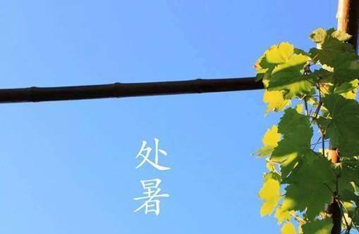 明日处暑，少吃两瓜，多吃五白，补气润肺强免疫，安稳舒心过秋天