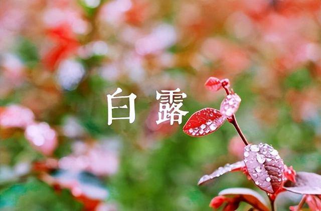 今日白露提醒“3菜不上桌，福气不进门”, 哪3菜？有钱没钱记得吃