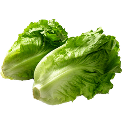 北菜园生菜有机散叶生菜250g有机蔬菜【进店多样加购】火锅食材