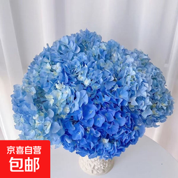 绣球花鲜花送女友礼物真花水培基地直发办公室客厅插花 蓝色绣球3支