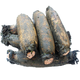 京觅湖北莲藕 粉藕 洗净不带泥 净重5斤装 新鲜蔬菜源头直发