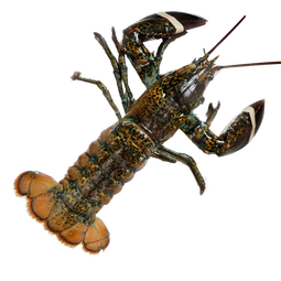 鲜京采 鲜活波士顿龙虾 净重450-550g/只 保鲜不保活 生鲜海鲜 源头直发