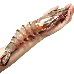 鲟食黑虎虾超大号 巨型老虎虾大龙虾斑节虾 海鲜大虾海鲜水产 10只装 900g(净重)  21-24cm