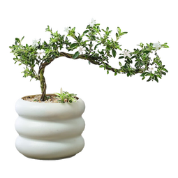 八芽悬崖六月雪盆栽金边老桩弯枝造型中式禅意盆景客厅桌面好养绿植 六月雪-PVC小甜甜圈盆 带盆栽好