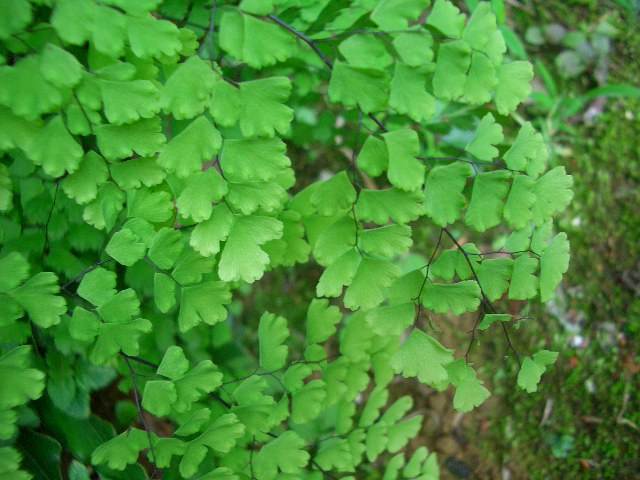 铁线蕨养护：技巧、光照、浇水全攻略