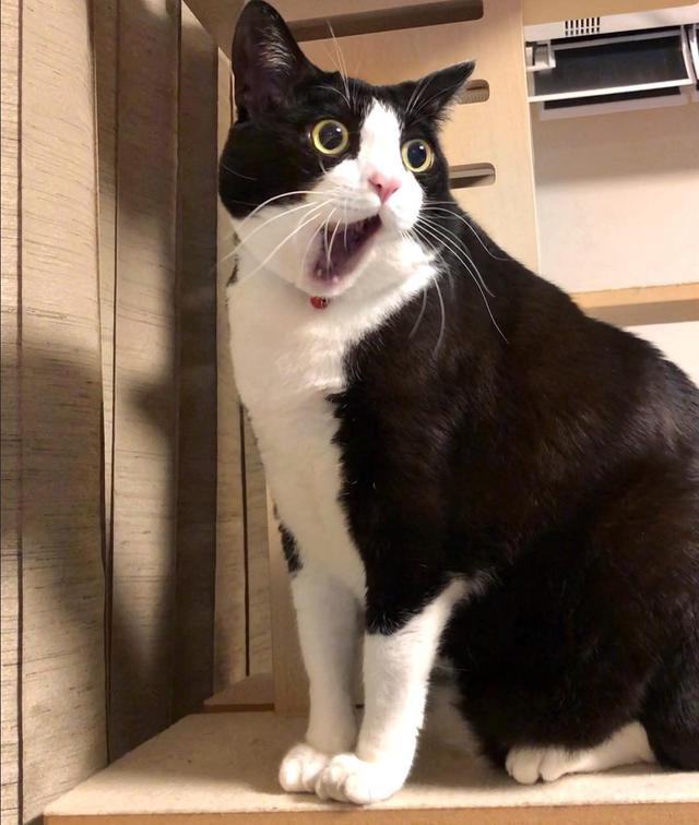 奶牛猫掉毛拆家？养前必看性格缺点