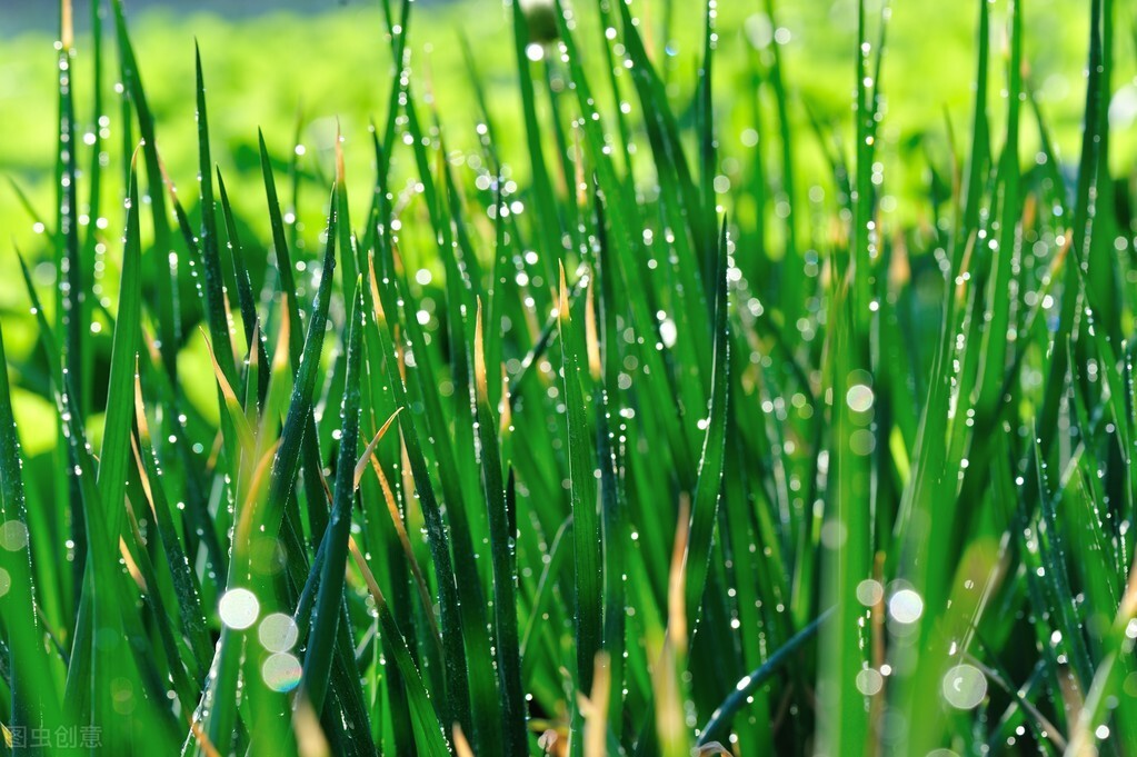 小葱种植秘诀：5步轻松育苗成功