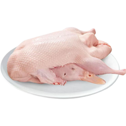 农家散养土鸭老鸭麻鸭新鲜鸭生鸭肉鸭子鲜鸭水养鸭整鸭 全鸭 买一只送一 共6斤