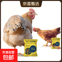 安徽皖南土鸡九华山原粮食喂养散养溜达鸡深山散养 原粮喂养老母鸡+童子鸡组合