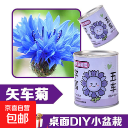 圣诞植物种植小盲盒盆栽幼儿园儿童学生小礼品桌面迷你绿植小盆栽 矢车菊-学富五车