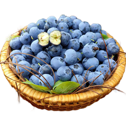 云南蓝莓皇冠蓝莓庄超大果甜蓝莓大蓝莓京东快递送货上门90-115g 小份2盒装（90g-115g/盒） 大果15mm
