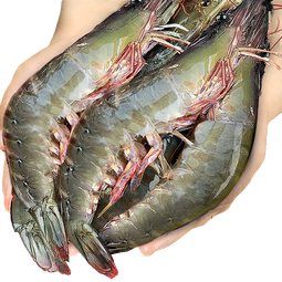 东上御品虾 青岛大虾基围虾鲜活青虾白虾海虾对虾冰虾冻虾生鲜 虾类 海鲜 3斤(净重)  气冻大虾【活虾速冻】 17-21cm【特大虾皇】