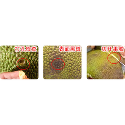 海南三亚黄肉菠萝蜜新鲜水果生鲜波罗蜜手撕特大果一整个京东快递 净重17-21斤【中果一人吃到爽】